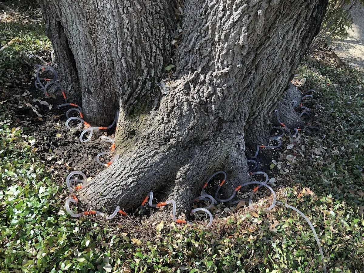 Detailed Tree Cabling and Bracing job site in Stockton Springs