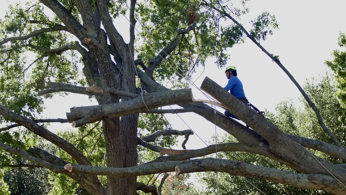 Professional Crown Thinning performed by certified arborists in Stockton Springs
