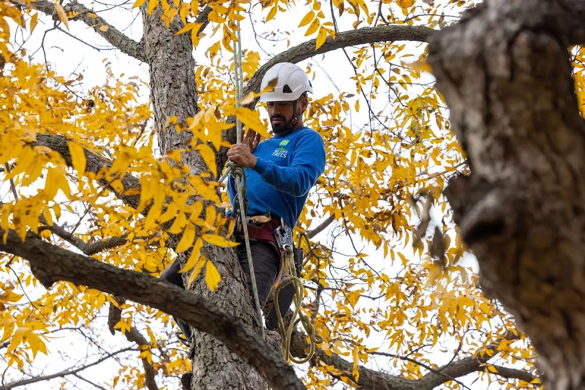 Skilled Tree Pruning crew working in Stockton Springs