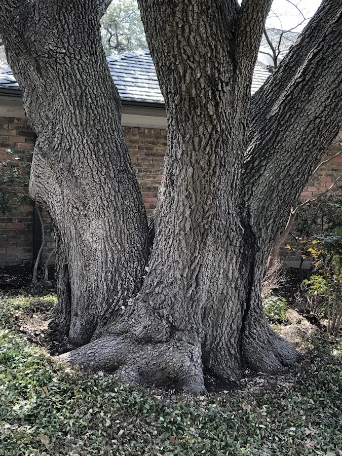 Mature heritage tree close to a Stockton Springs property cared for by certified arborists
